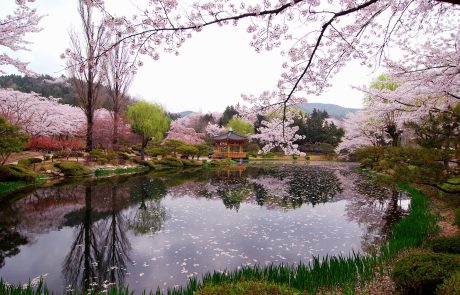 טיול מאורגן לקוריאה – ההרשמה לטיולי אביב 2024 בסיומה!